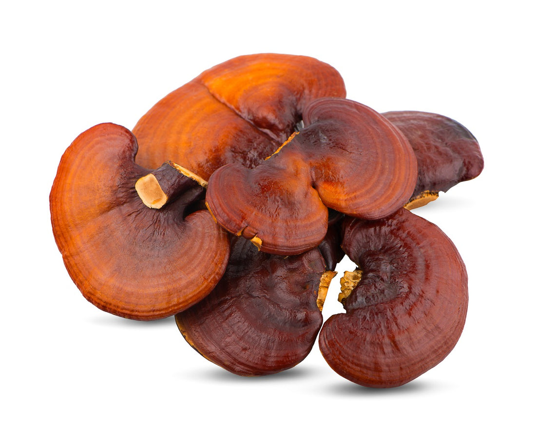 Reishi: A mushroom for relaxation and immunity