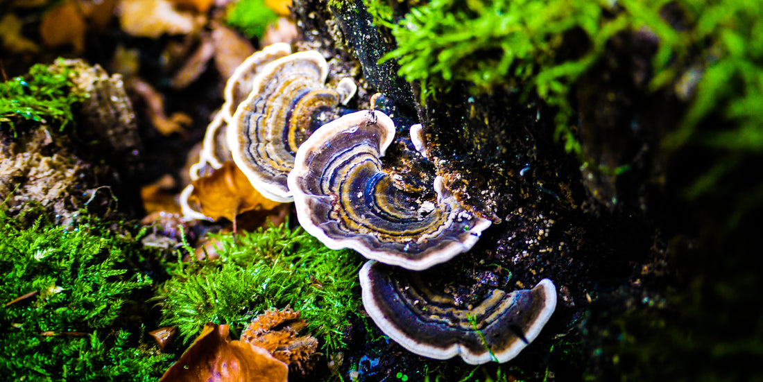 Turkey Tail: a mushroom for immunity