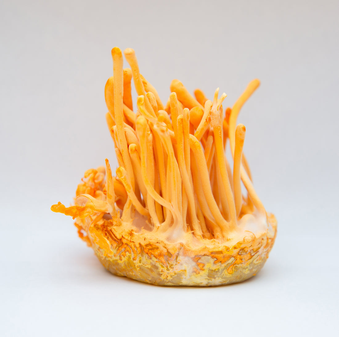 Cordyceps: a mushroom for energy and beyond!